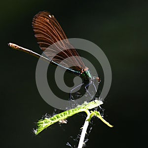 Vibrant dragonfly perched atop a green plant on a sunny day