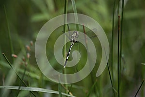 Vibrant dragonfly perched atop lush green grass