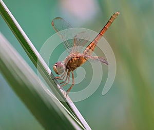 Vibrant dragonfly perched atop a single blade of lush green grass, its wings outstretched