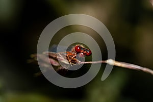 Vibrant dragonfly perched atop a tall green stem