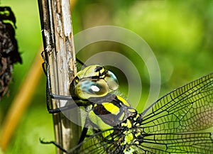 Vibrant dragonfly perched atop a wooden pole, with a blurry background