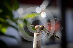 Vibrant dragonfly perched atop a wooden stick in an outdoor setting