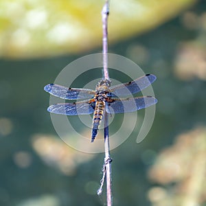 Vibrant dragonfly perched on a thin wooden branch, captured in a macro view