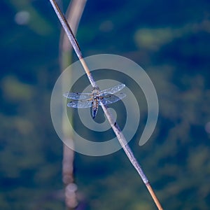 Vibrant dragonfly perched on a wooden branch, overlooking a tranquil body of water