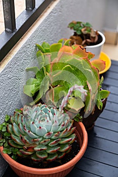 Vibrant Echeveria and Crassula succulents in terracotta pots on a balcony after the rain, showcasing fresh dew on their colorful, photo