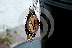 Vibrant emerging monarch butterfly hanging from empty chrysalis