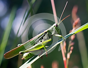 Vibrant Encounter: Green Grasshopper on Lush Green Grass