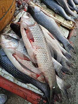 A vibrant and enticing display of fresh, Fresh Fish Caught in Pakistan\'s Indus river photo