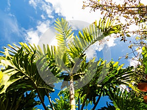 Vibrant exotic trees from below