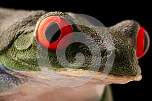 The vibrant eyes of a red eyed tree frog, Agalychnis callydrias