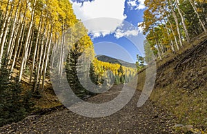 Vibrant Fall Color On The Inner Basin Trail San Franciso Peaks Flagstaff, AZ