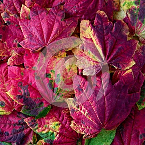 Vibrant fall color in a maple leaf nature background, red, yellow, green, orange