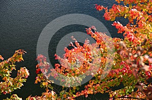 Vibrant fall colors against dark blue water in New England