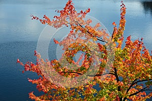 Vibrant fall colors against water in New England