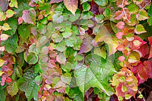 Vibrant fall colors in the foliage of vines growing on a wall, as a nature background