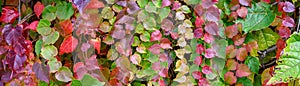Vibrant fall colors in the foliage of vines growing on a wall, as a nature background