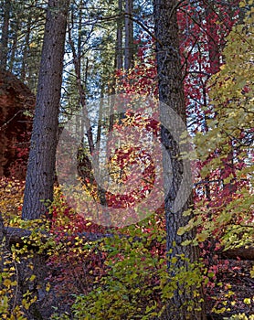 Vibrant Fall Colors In Oak Creek Canyon In Sedona