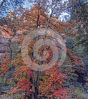 Vibrant Fall Colors In Oak Creek Canyon In Sedona