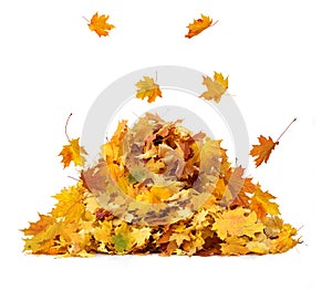 Vibrant fall colors. Pile of autumn colored leaves isolated on white background.A heap of different maple dry leaf .Red, yellow,