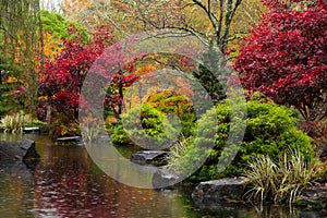 Vibrant fall colors by a pond in the Japanese Garden at Gibbs Garden.