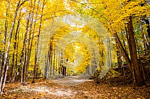 Vibrant Fall Colours in a Neighbourhood Park