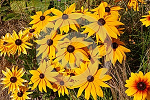 Vibrant field of black-eyed Susan flowers featuring yellow blooms set against a lush green backdrop