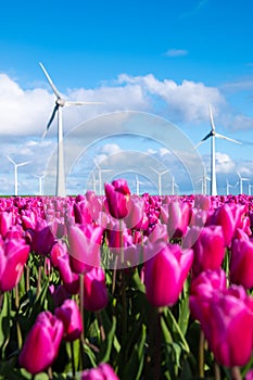 A vibrant field of pink tulips dances under the gaze of towering windmills in the Netherlands in Spring