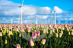 A vibrant field of pink and yellow tulips stretches as far as the eye can see, with traditional Dutch windmills in the