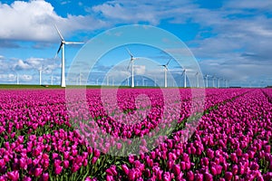 A vibrant field of purple tulips stretching towards the horizon, with iconic Dutch windmills gently turning in the