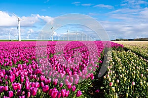 A vibrant field of purple tulips sways gracefully in the wind alongside traditional Dutch windmills during the spring