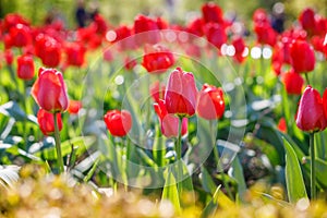 A vibrant field of red tulips bathed in sunlight