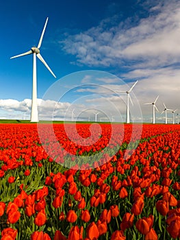 A vibrant field of red tulips dances in the spring breeze, overlooking traditional Dutch windmills in the background