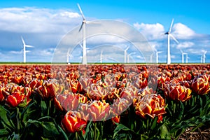 A vibrant field of red and yellow tulips swaying gently in the wind, with traditional windmill turbines towering in the