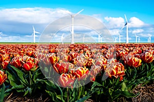 A vibrant field of red and yellow tulips sways gracefully in the spring breeze, with traditional windmills standing tall