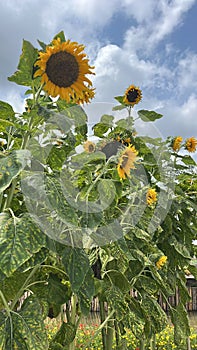 Vibrant field of sunflowers basking in the sun's rays with a bright blue sky above