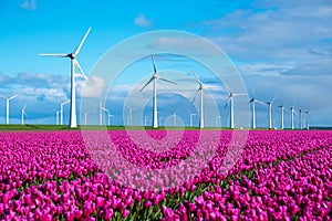 A vibrant field teeming with purple tulips sways gracefully in the wind, with iconic Dutch windmills standing in the