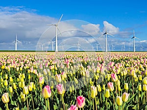 A vibrant field of tulips dances in the breeze as traditional Dutch windmills stand tall in the background, painting a