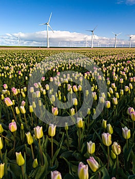 A vibrant field of tulips stretches out beneath the towering windmills of the Netherlands in Spring, creating a colorful