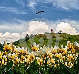 Vibrant field of yellow flowers with a bird in flight.