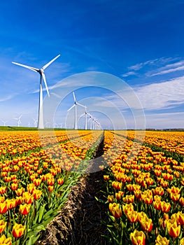 A vibrant field of yellow and red tulips dances in the spring breeze, framed by majestic windmills