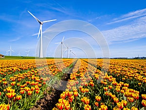 A vibrant field of yellow and red tulips dances in the wind, with majestic windmill turbines