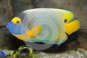 A vibrant fish