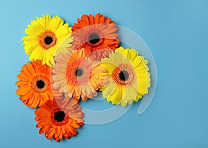 Vibrant Floral Beauty: Beautiful Yellow and Orange Gerbera Flowers with Petals on Blue Background