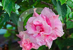 Vibrant  flower background for wallpaper or web design photo