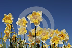 Vibrant Flowers in Spring