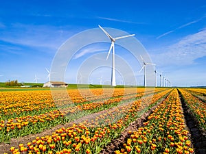Vibrant flowers stretch under a clear blue sky, with majestic windmill turbines green energy