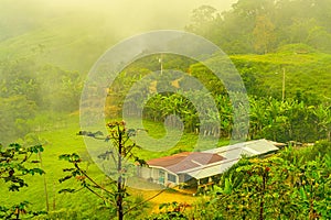A vibrant, fog-laden scene in Uvita, Puntarenas Province, Costa Rica, showcasing lush greenery and banana trees, with a