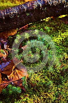 Vibrant Forest Floor with Moss and Clubmoss, Michigan