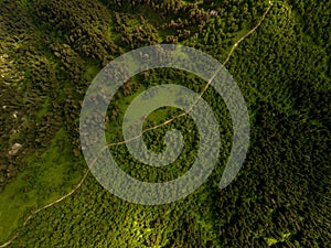 Vibrant forest landscape featuring an abundance of lush foliage in Hatsvali, Georgia