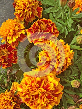 Vibrant French Marigold flowers in orange with red details